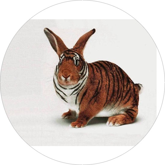 Funny rabbit