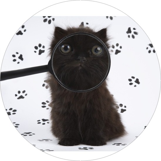 Funny cat