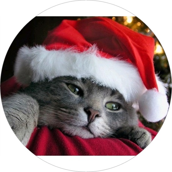 Christmas cat